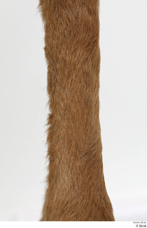 European roe deer leg 0007.jpg